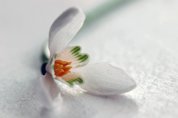 galantus-nivalus-close-up-of-flower